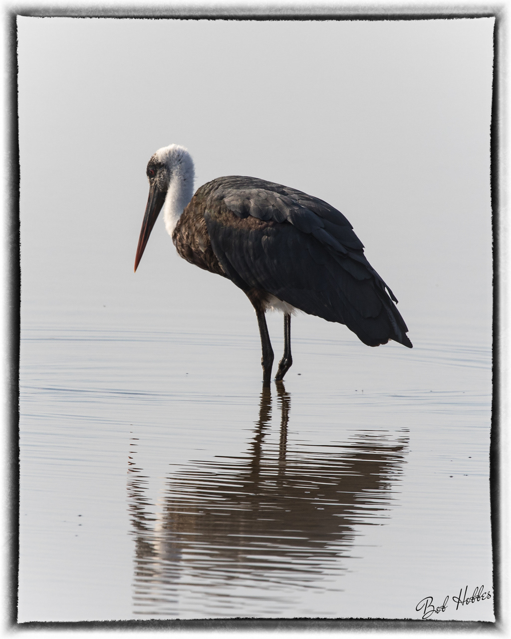 This bird is a Woolly-necked Stork
