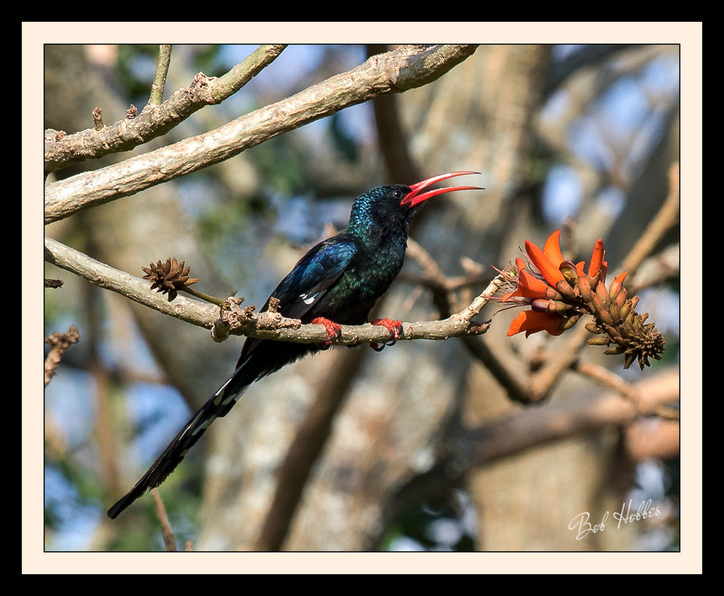 Green Wood-hoopoe