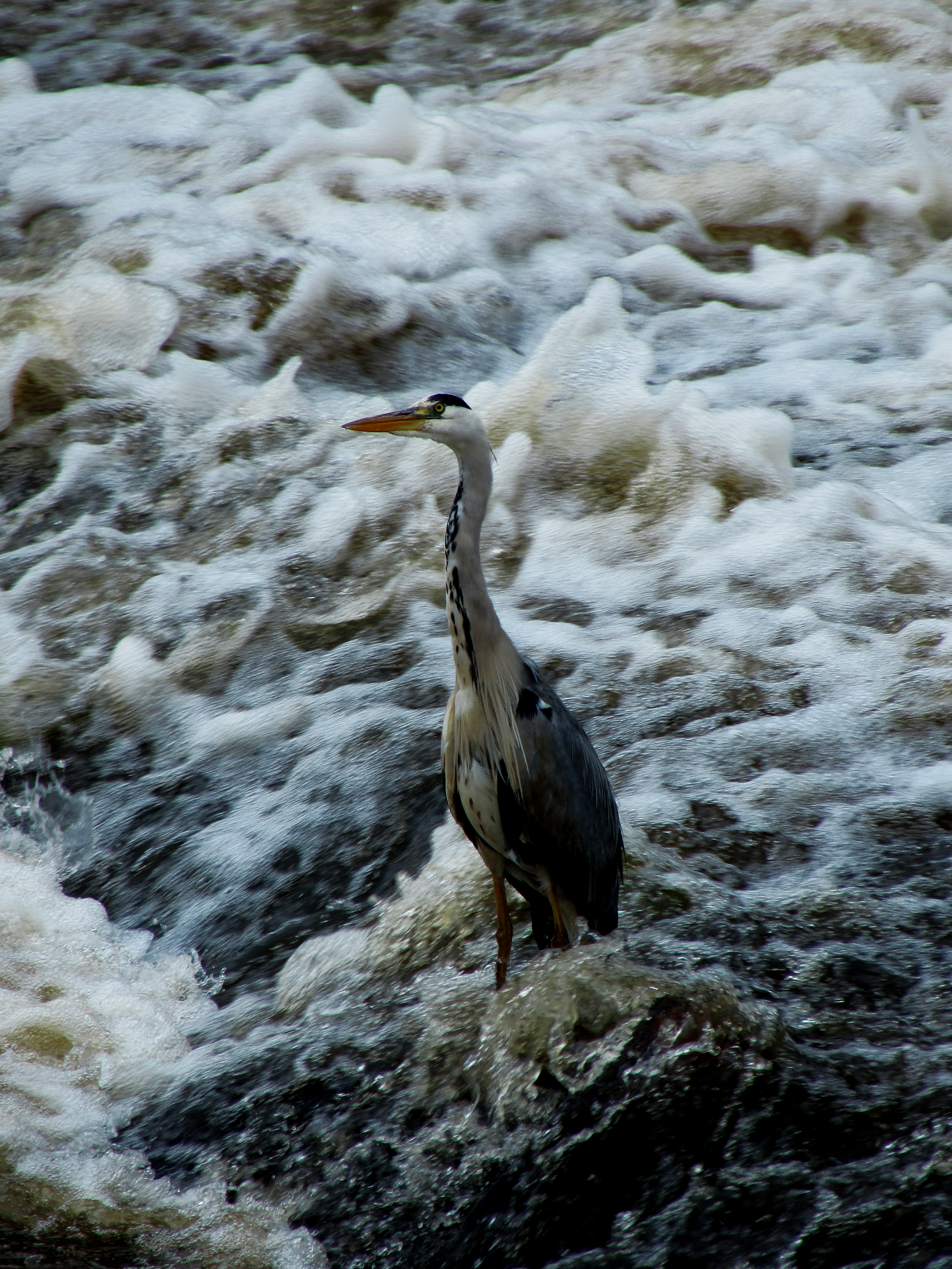 Grey Heron