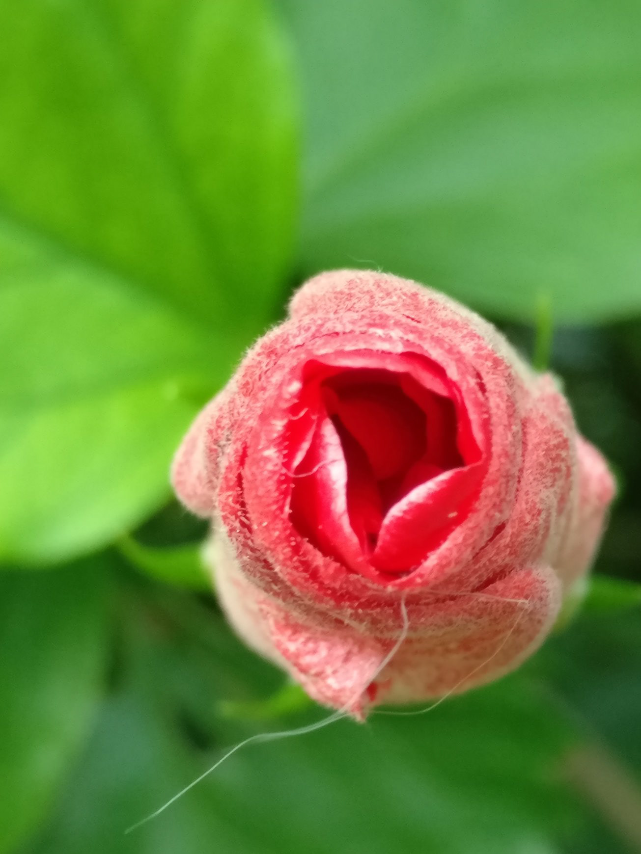 Rosebud