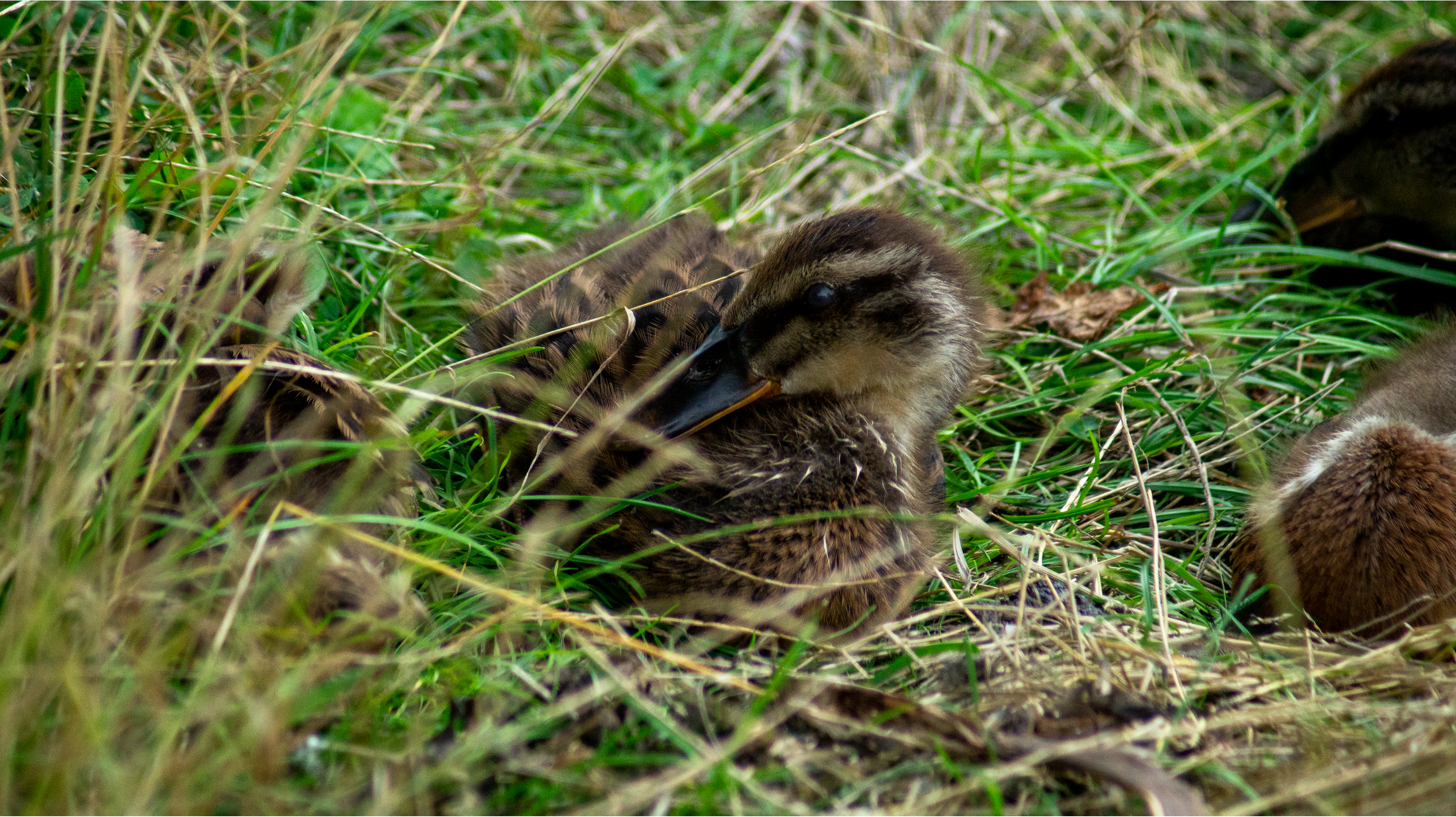Duckling