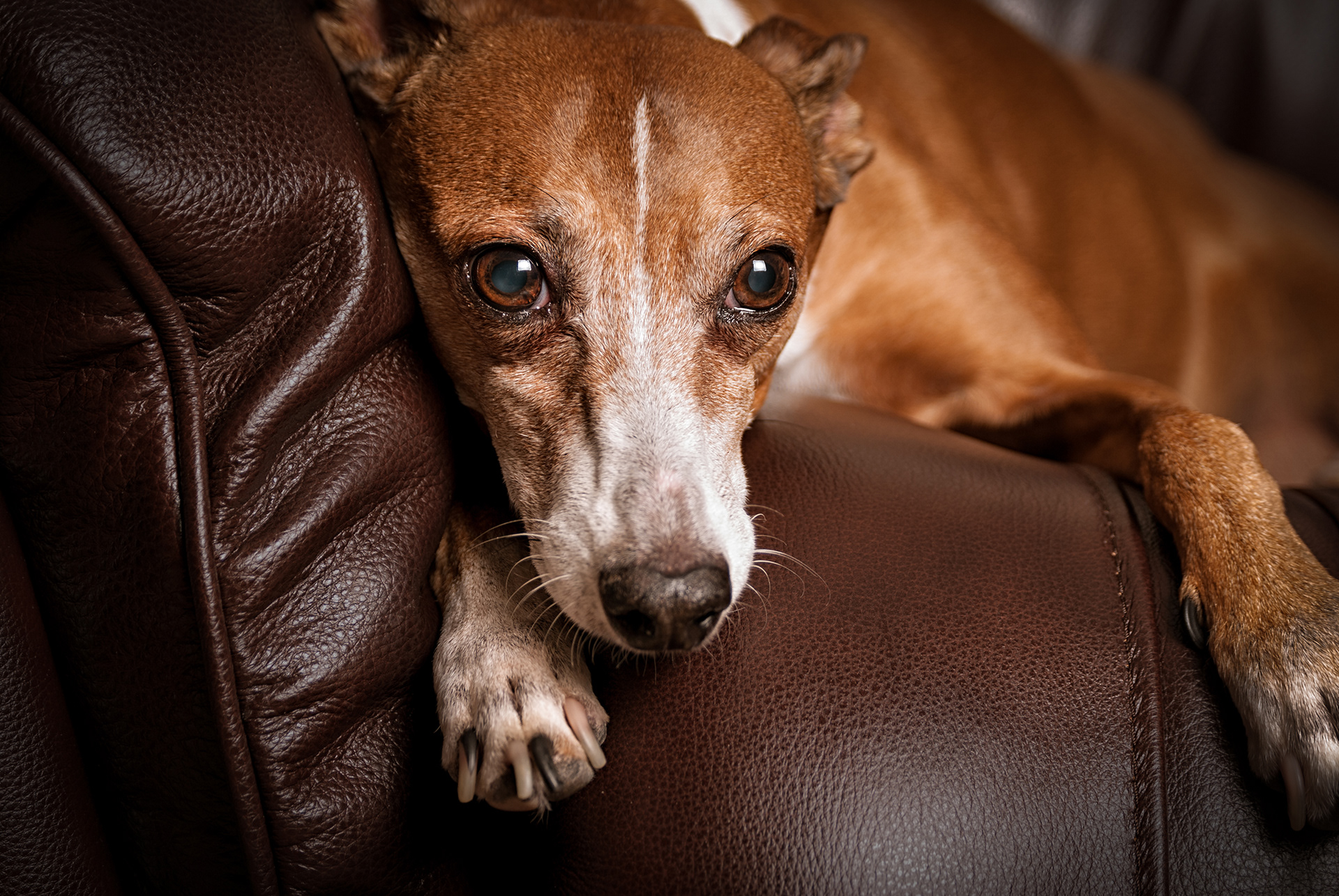 dog photos by Carla Scornavacco, Chicago