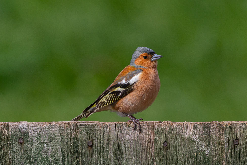 Chaffinch