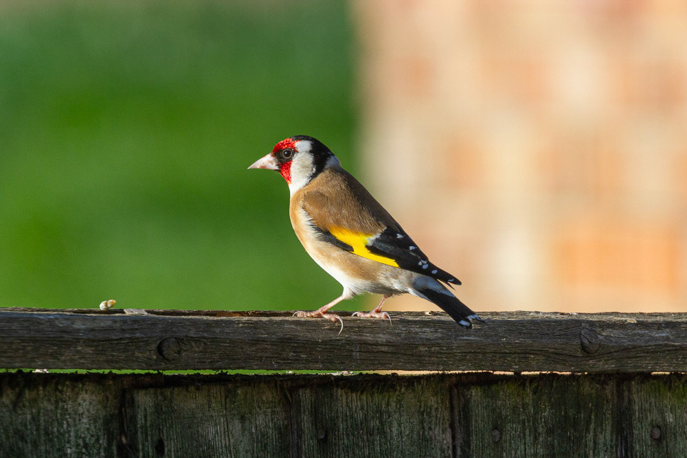 Goldfinch