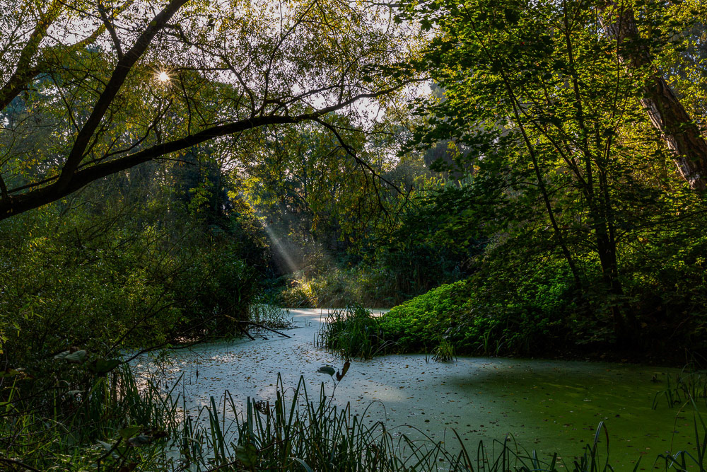 Decoy Pond - Decoy Wood, Friskney