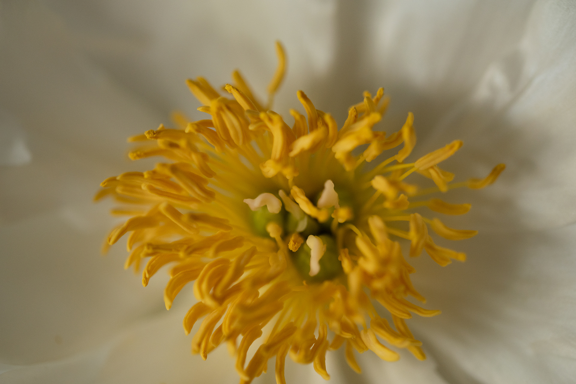 Macro peonies