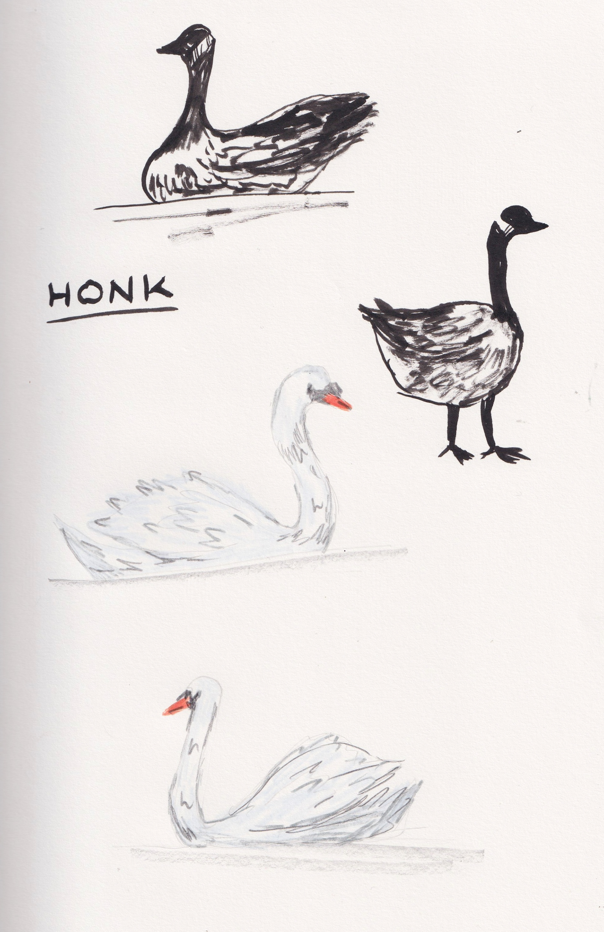 Sketchbook: birds