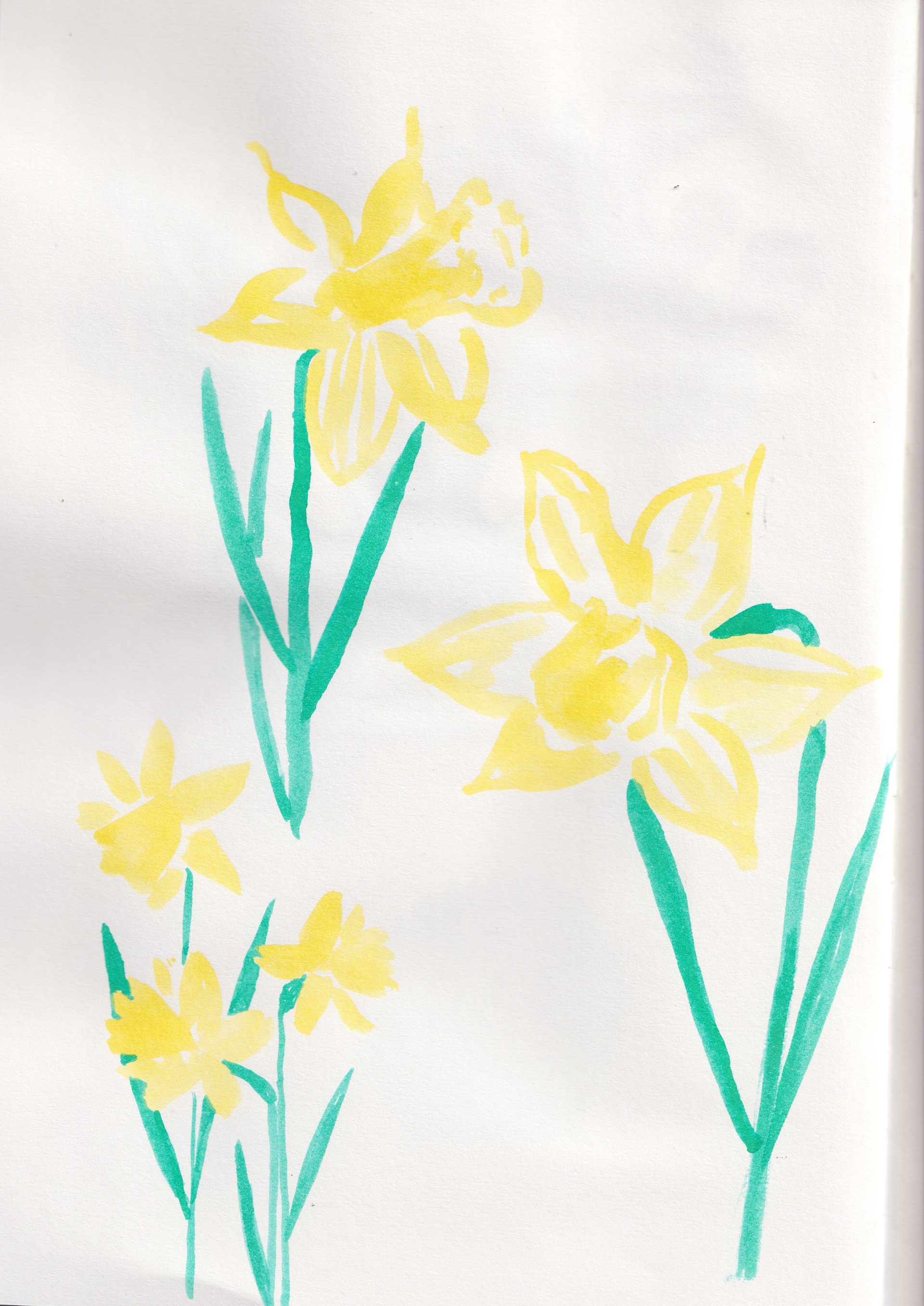 Sketchbook: daffadils