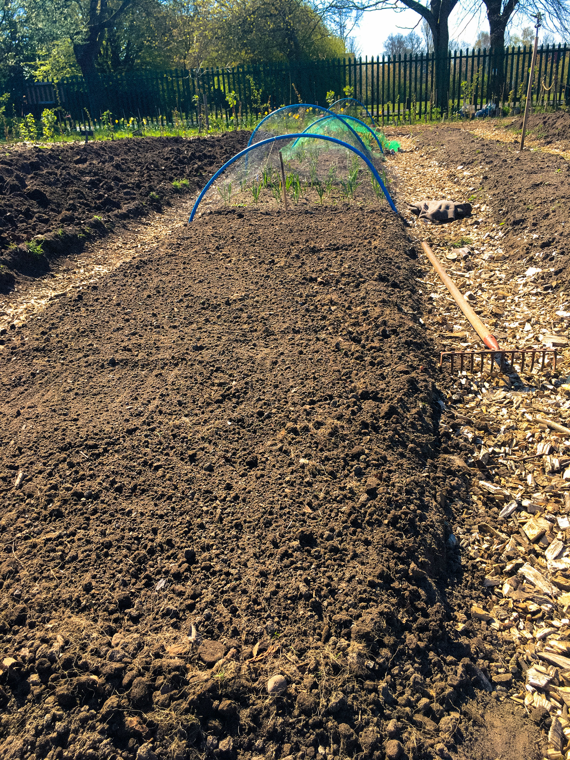 After prepping a bed for planting