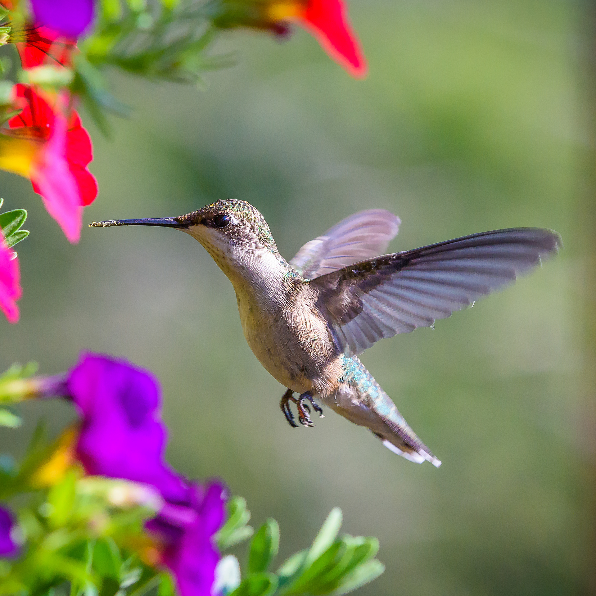 1225 Photography - Ruby-throated Hummingbird