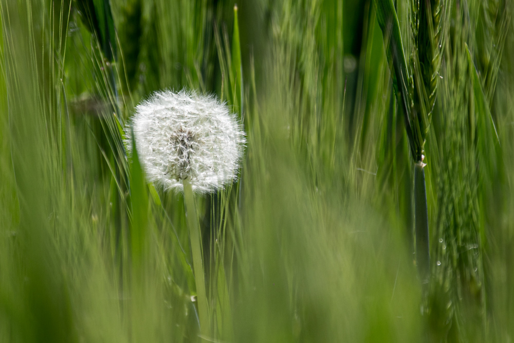 Pusteblume