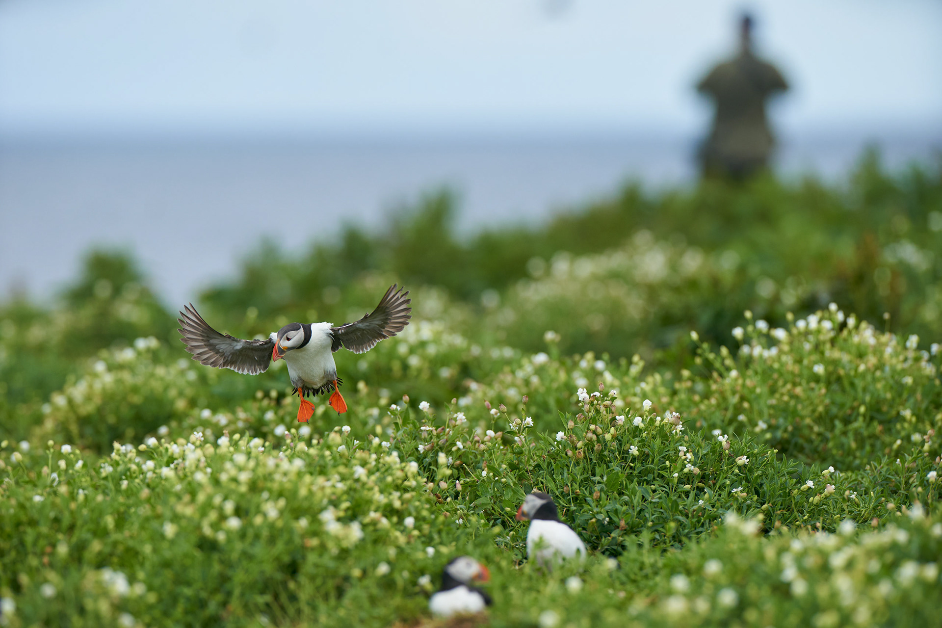 Atlantic Puffin