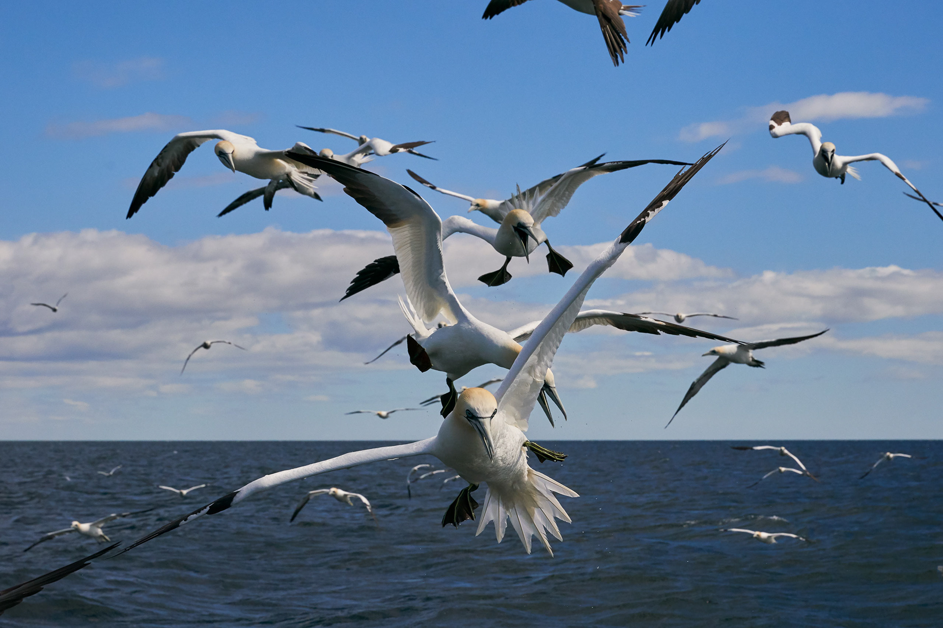 Northern Gannets
