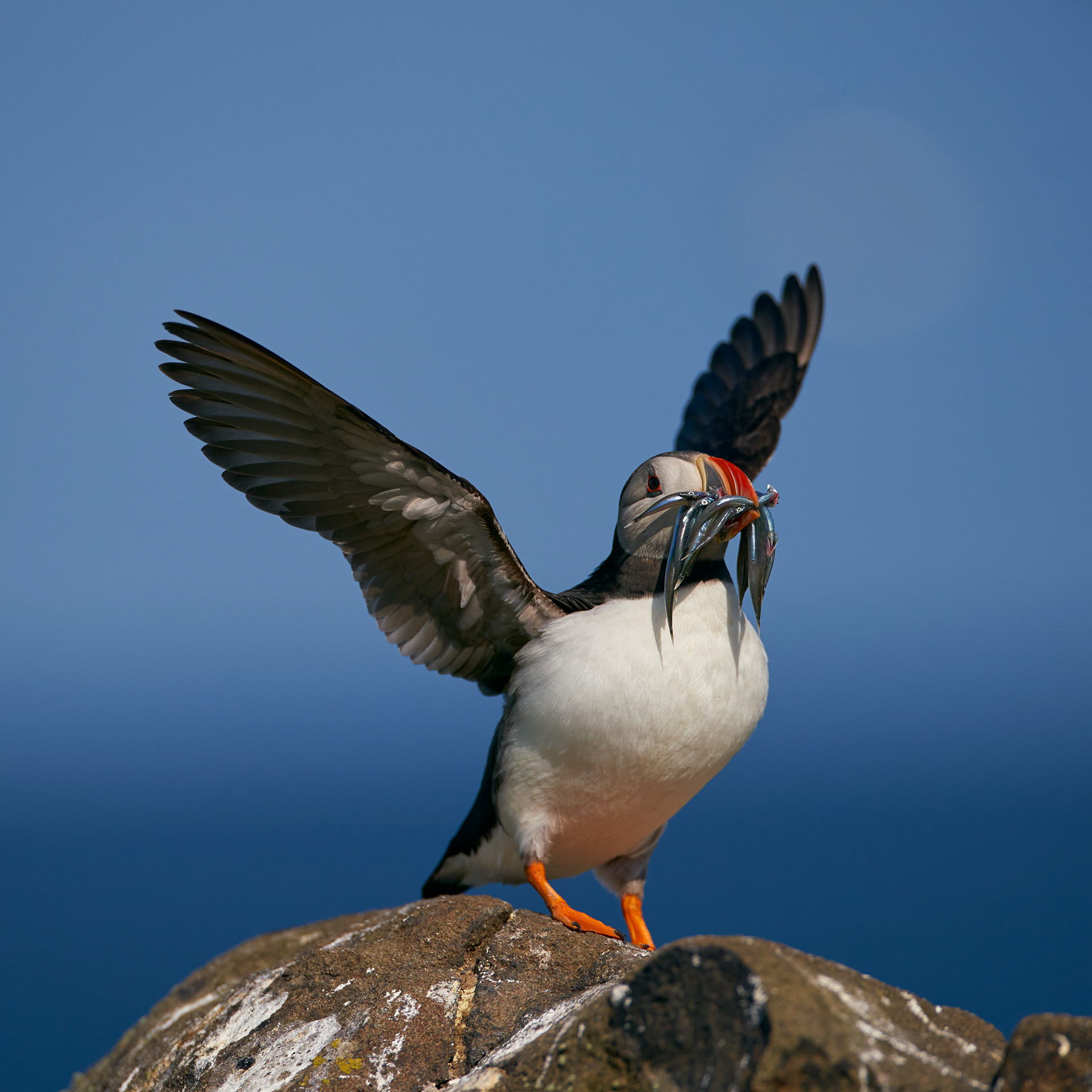 Atlantic Puffin