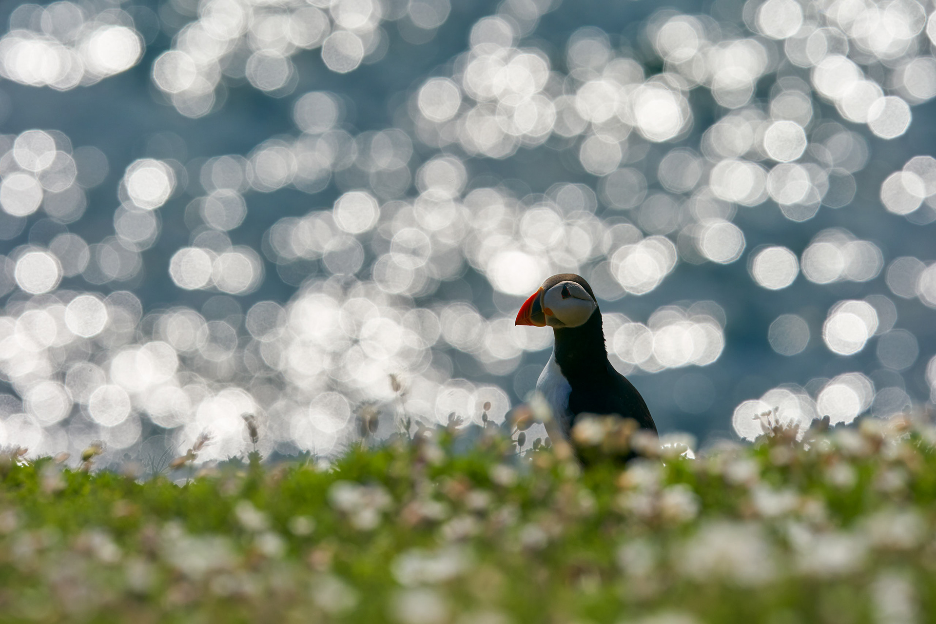 Atlantic Puffin BOKEH!!!