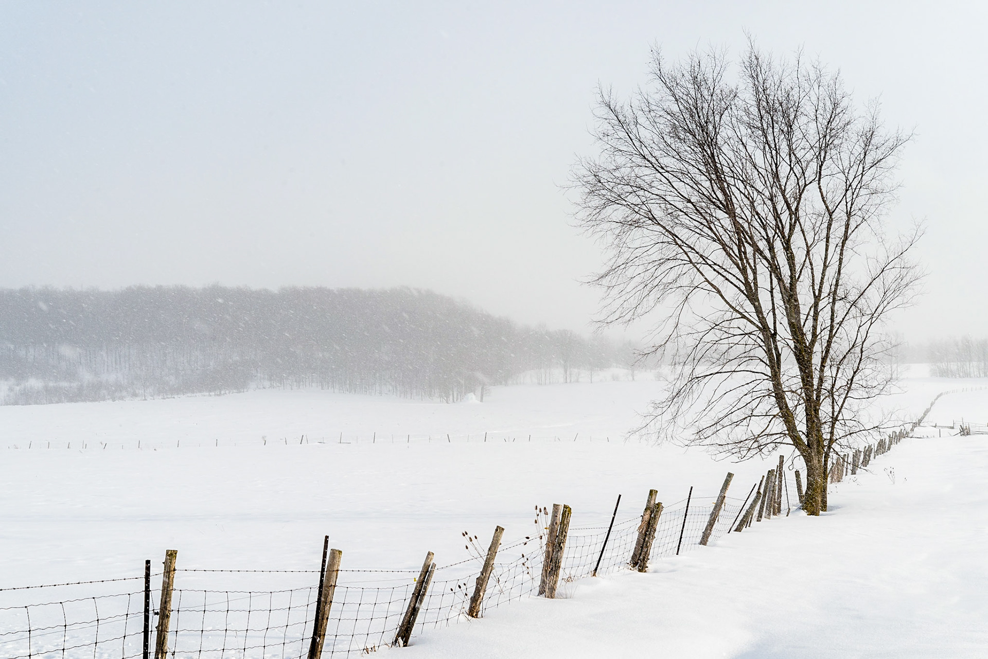 A fence line winds its way thorugh snowy field during a snow squall in Grey County, Ontario, Canada along the Niagara Escarpment, a UNESCO world Biosphere Reserve