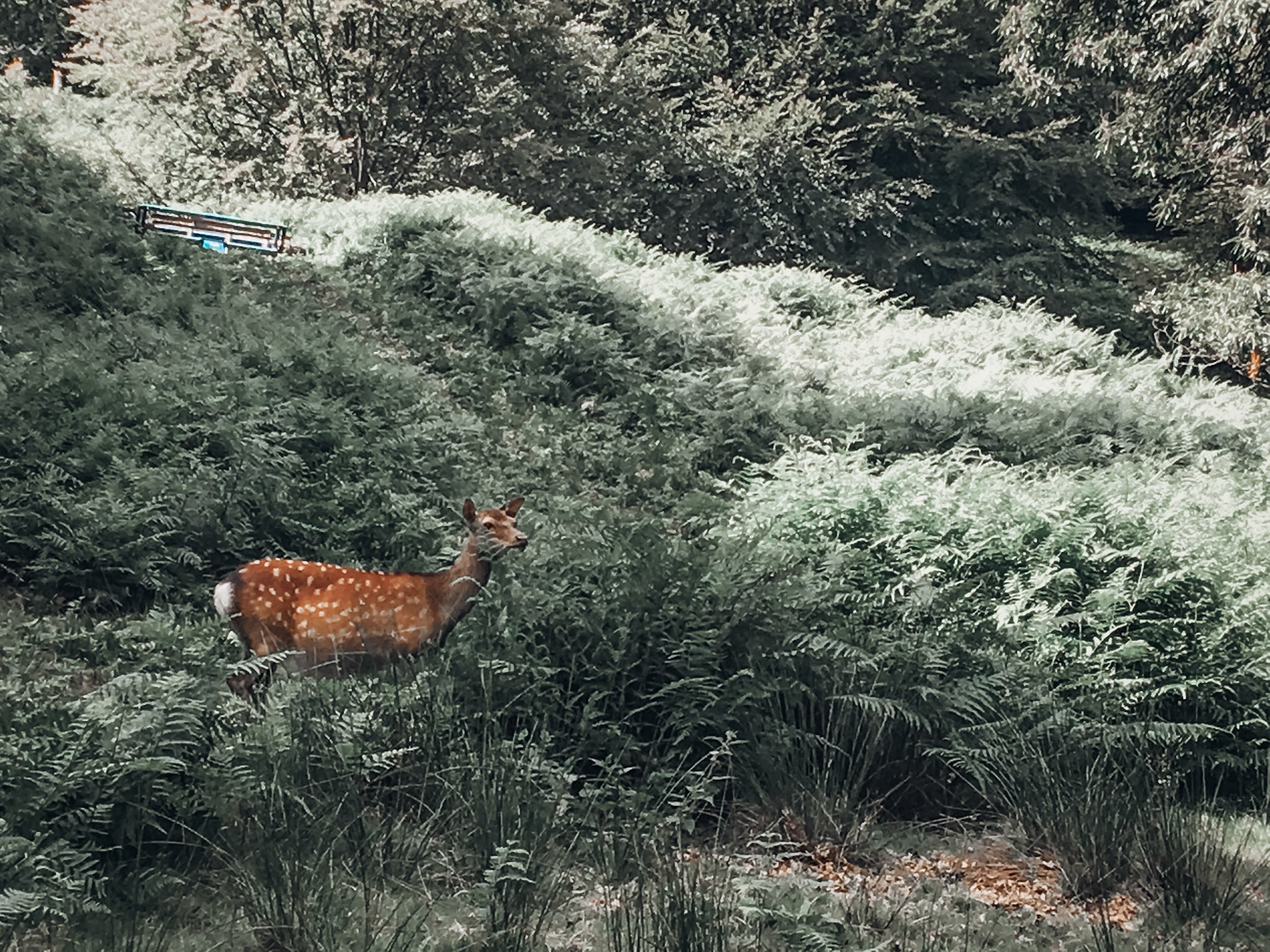 Knole Park