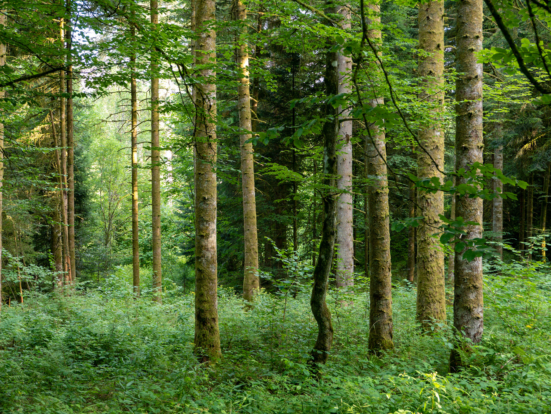 Dans la forêt jurassienne