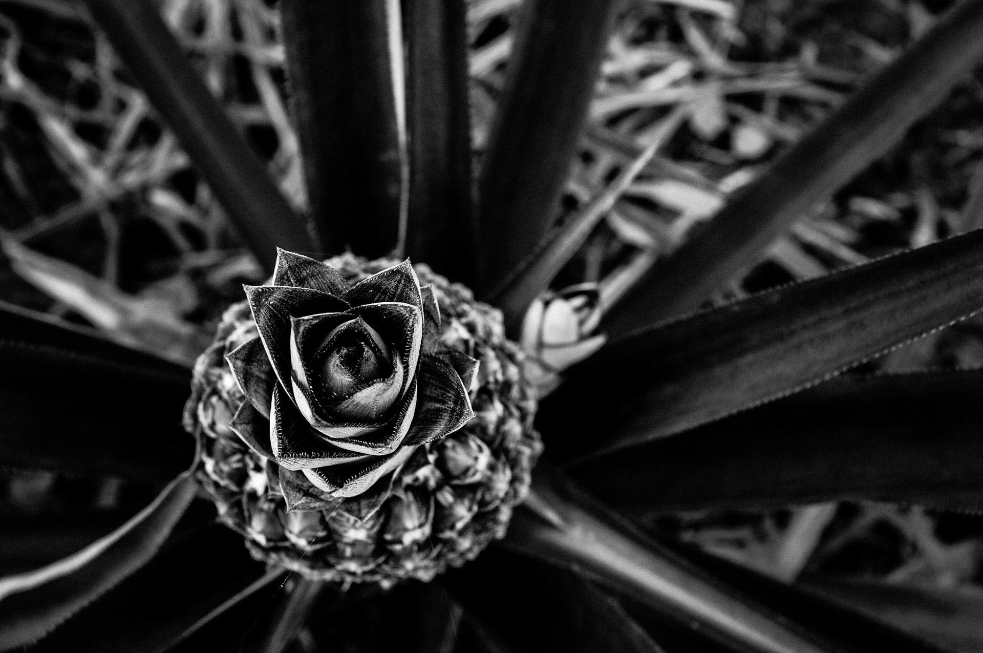 Pineapple, Brazil