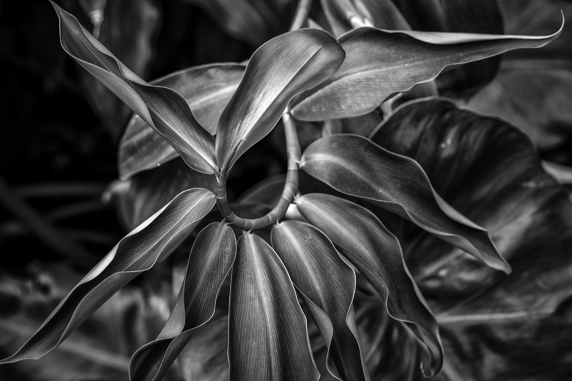 Kew Gardens