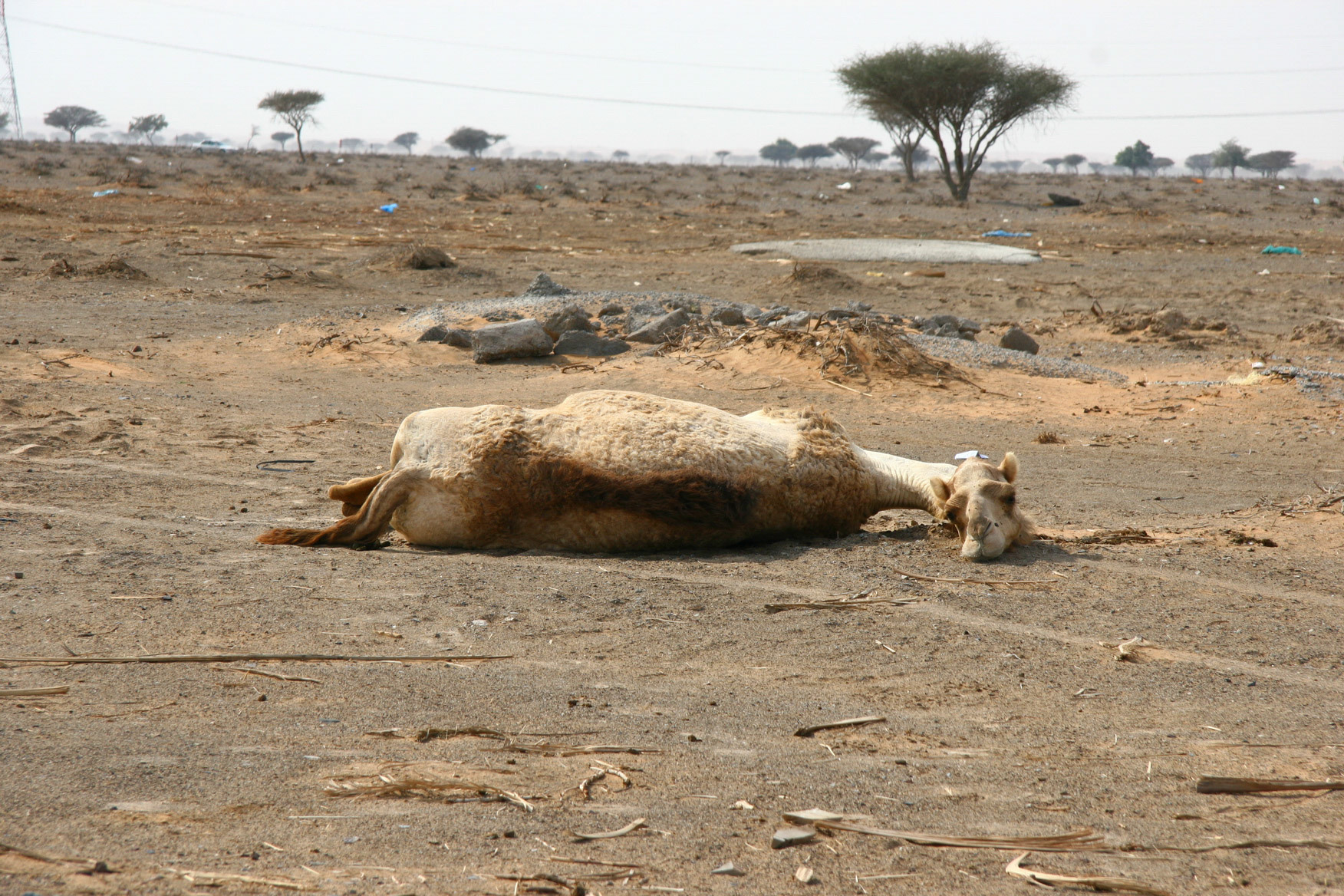 Falaj Al Moala