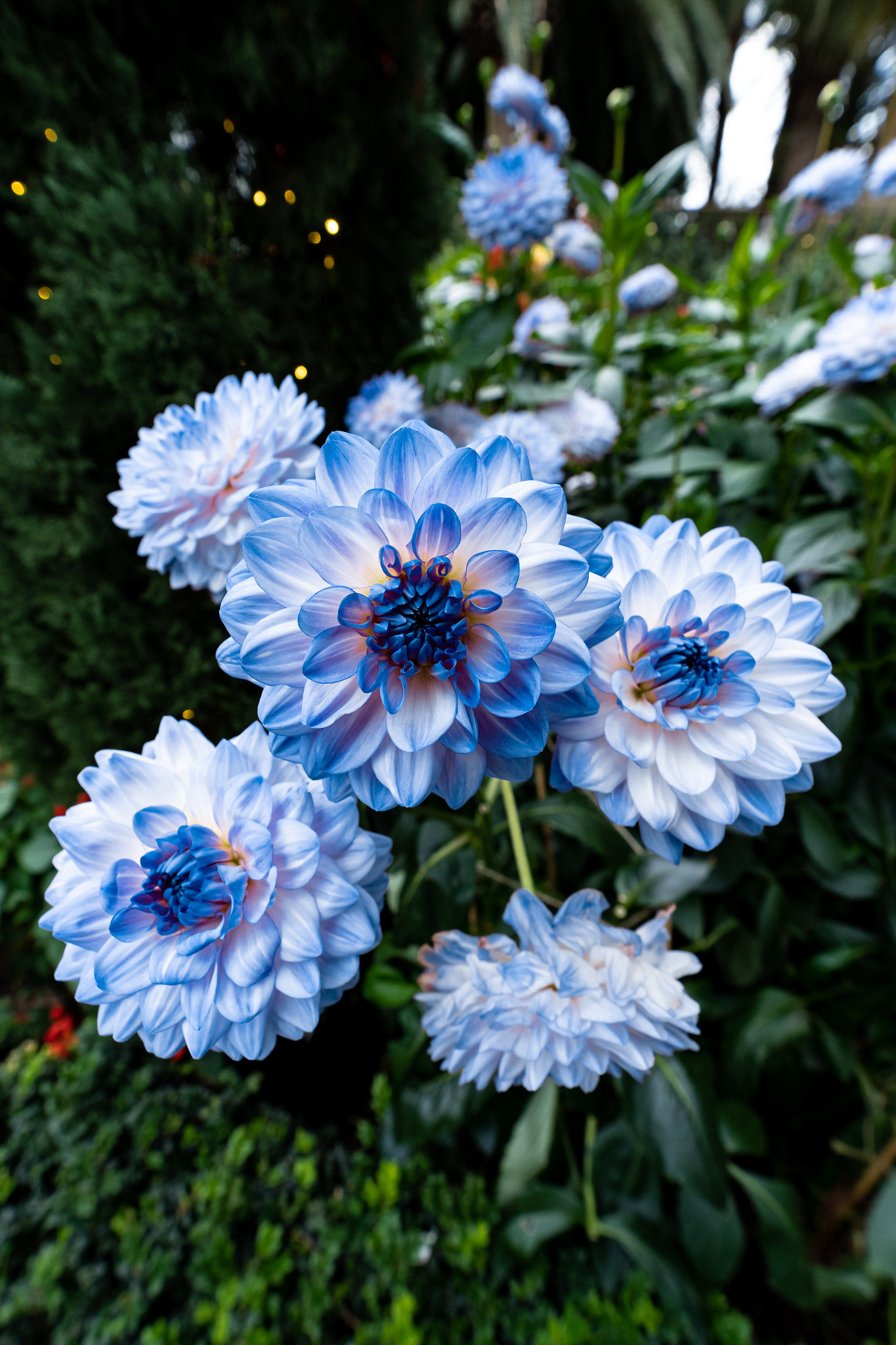 Dahlia Dreams 2021