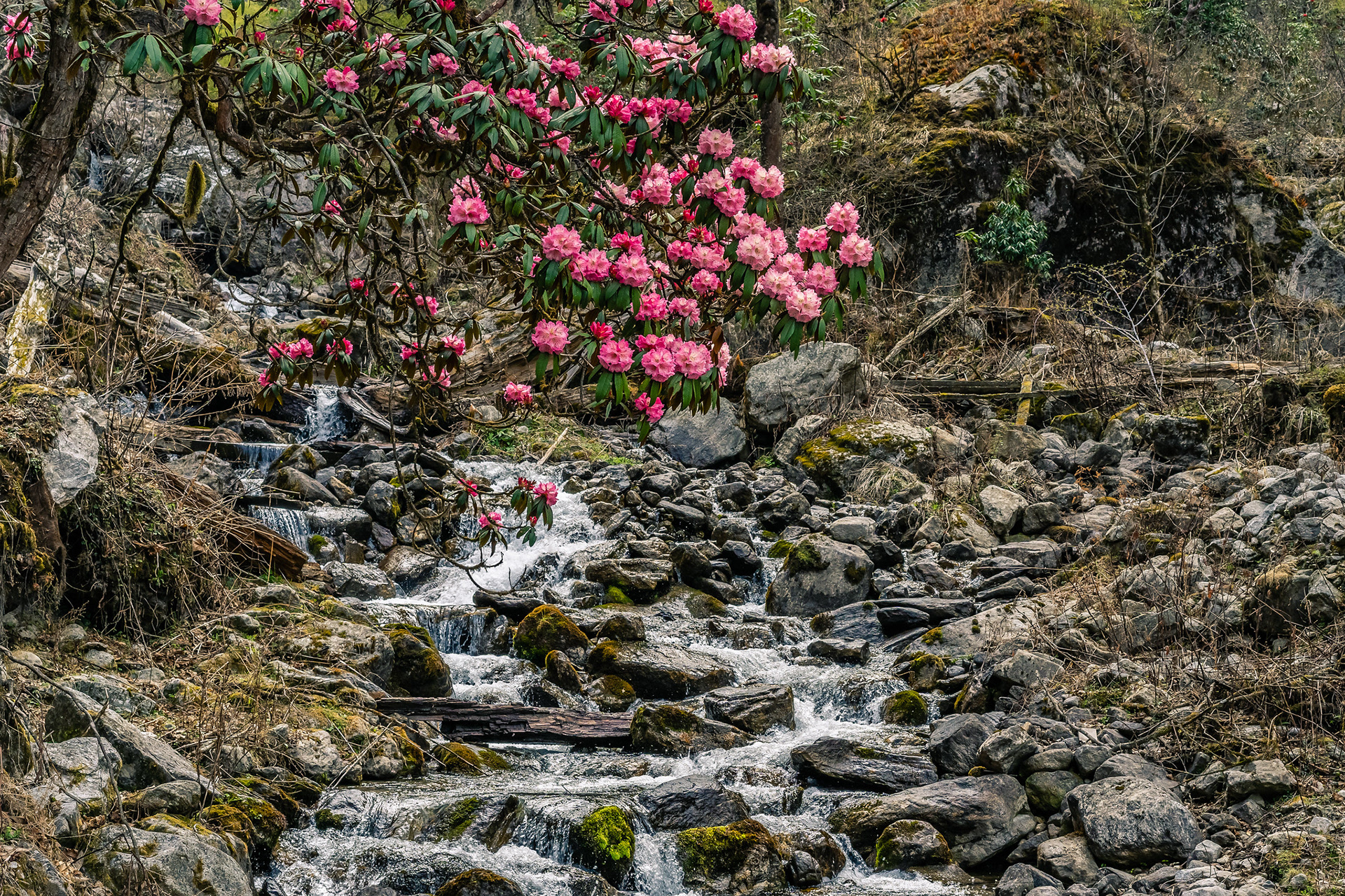 Rhododendron flowers by the forest creek.