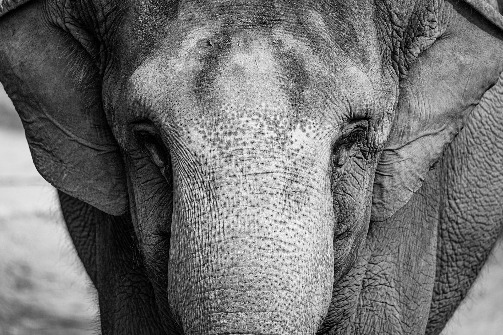 Asian Elephant, Singapore Zoo