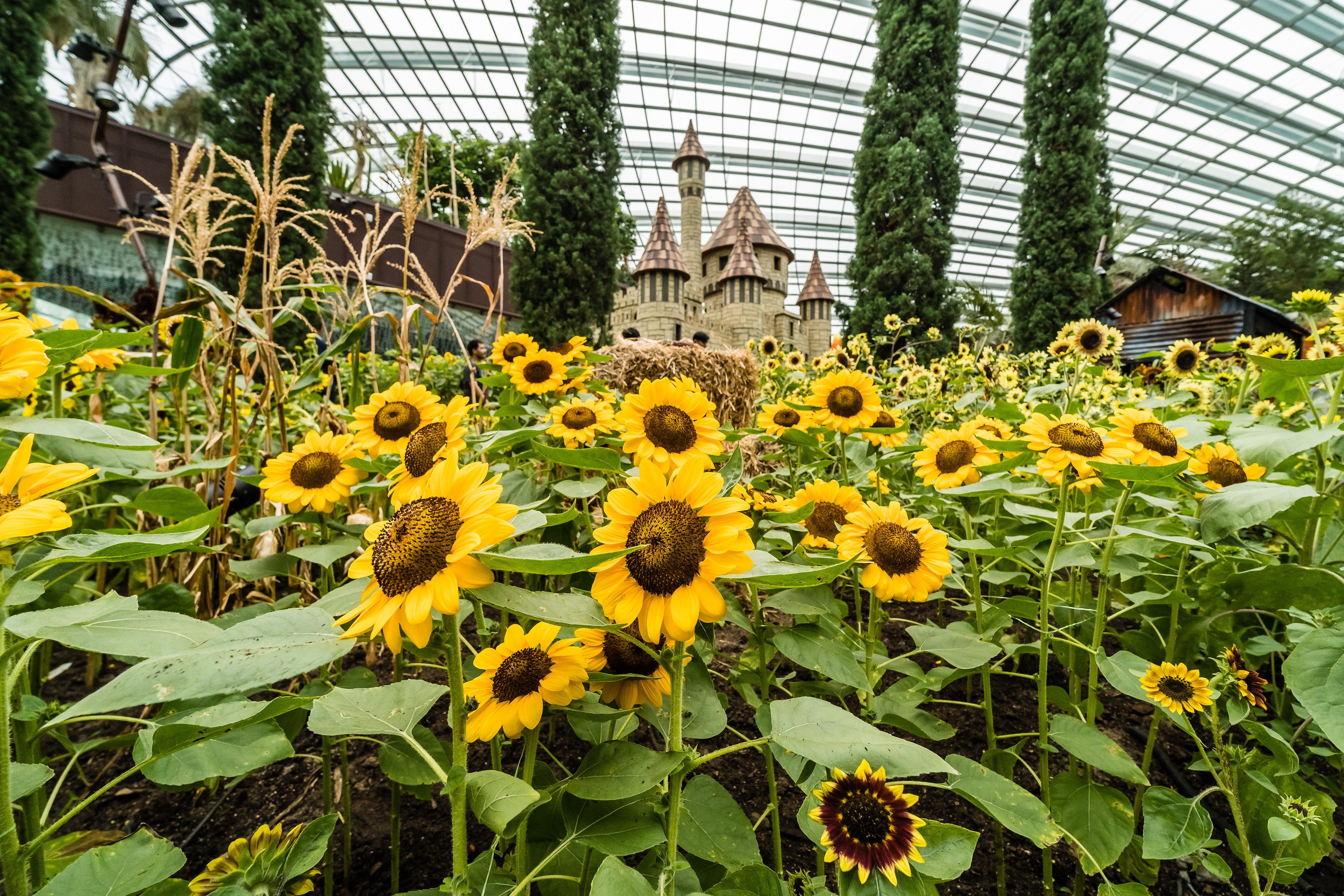 Sunflower Surprise 2018