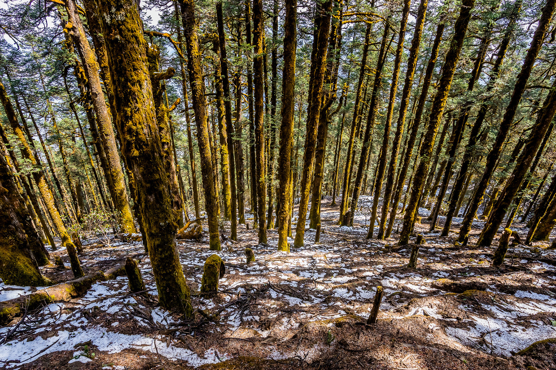 Frozen forests.
