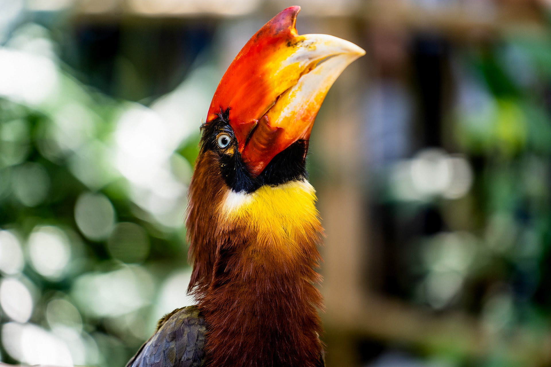 Hornbill, Jurong Bird Park