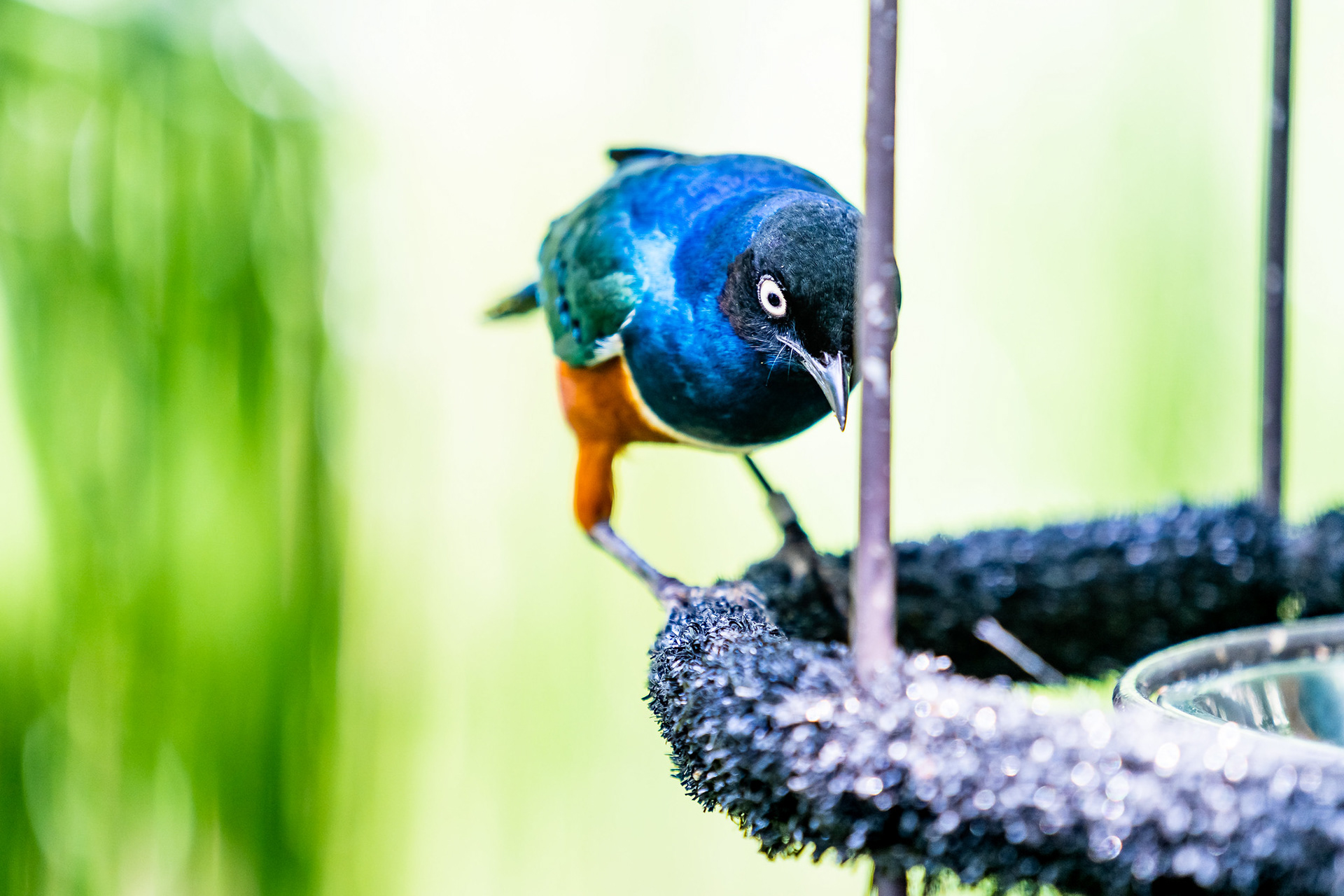 Superb Starling, Jurong Bird Park
