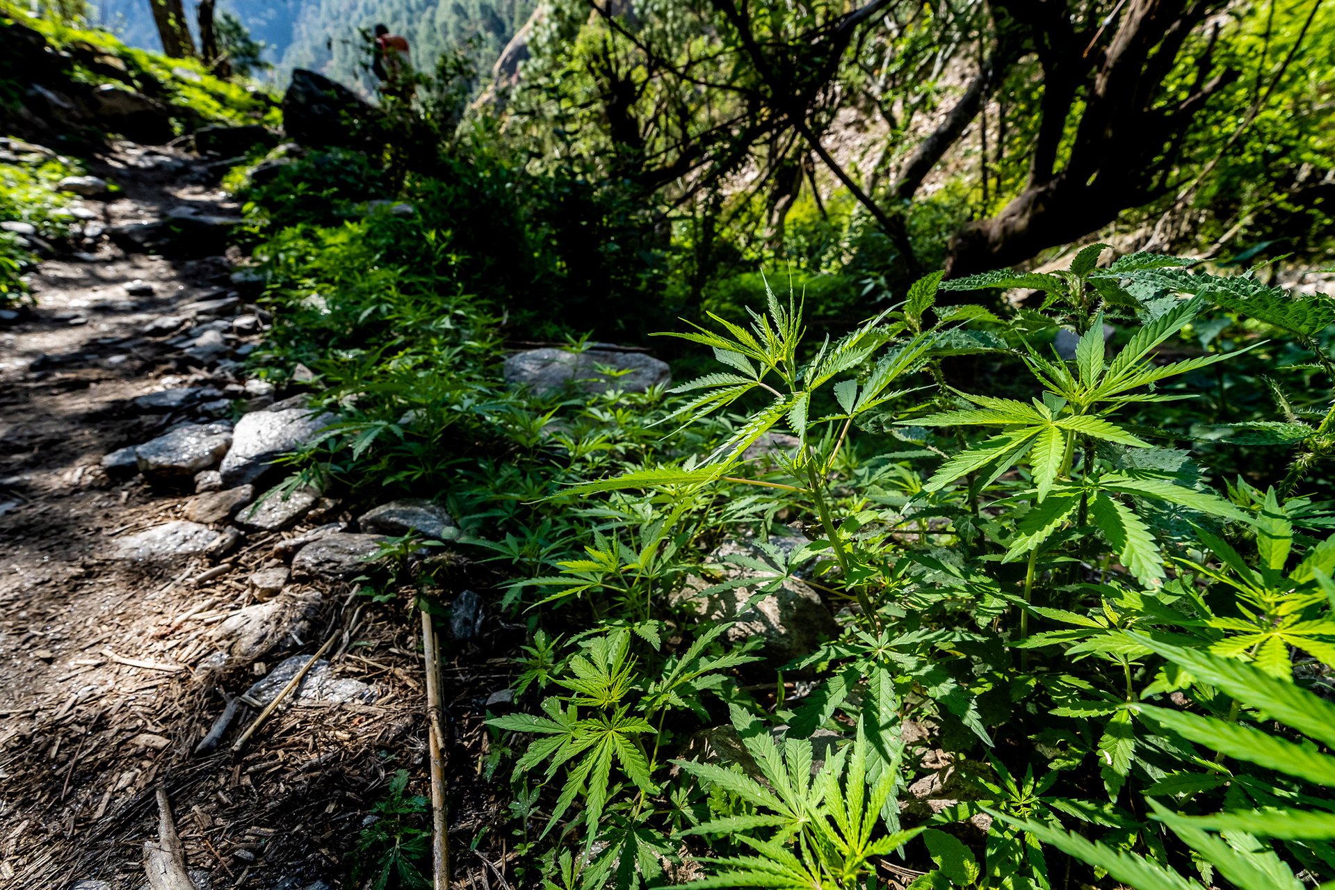 Wild marijuana growing by the trail side.
