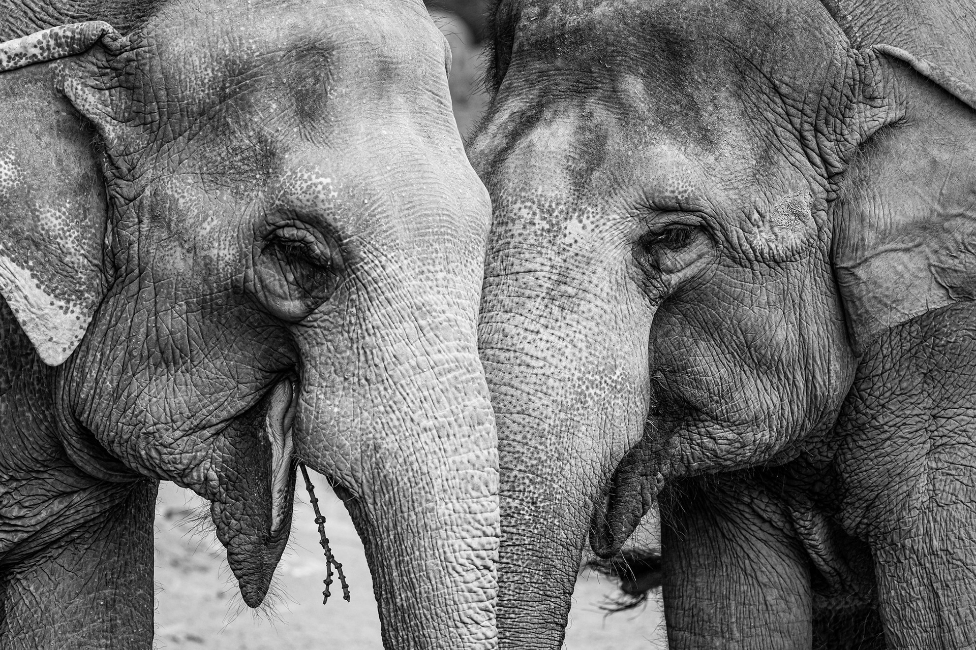 Asian Elephant, Singapore Zoo