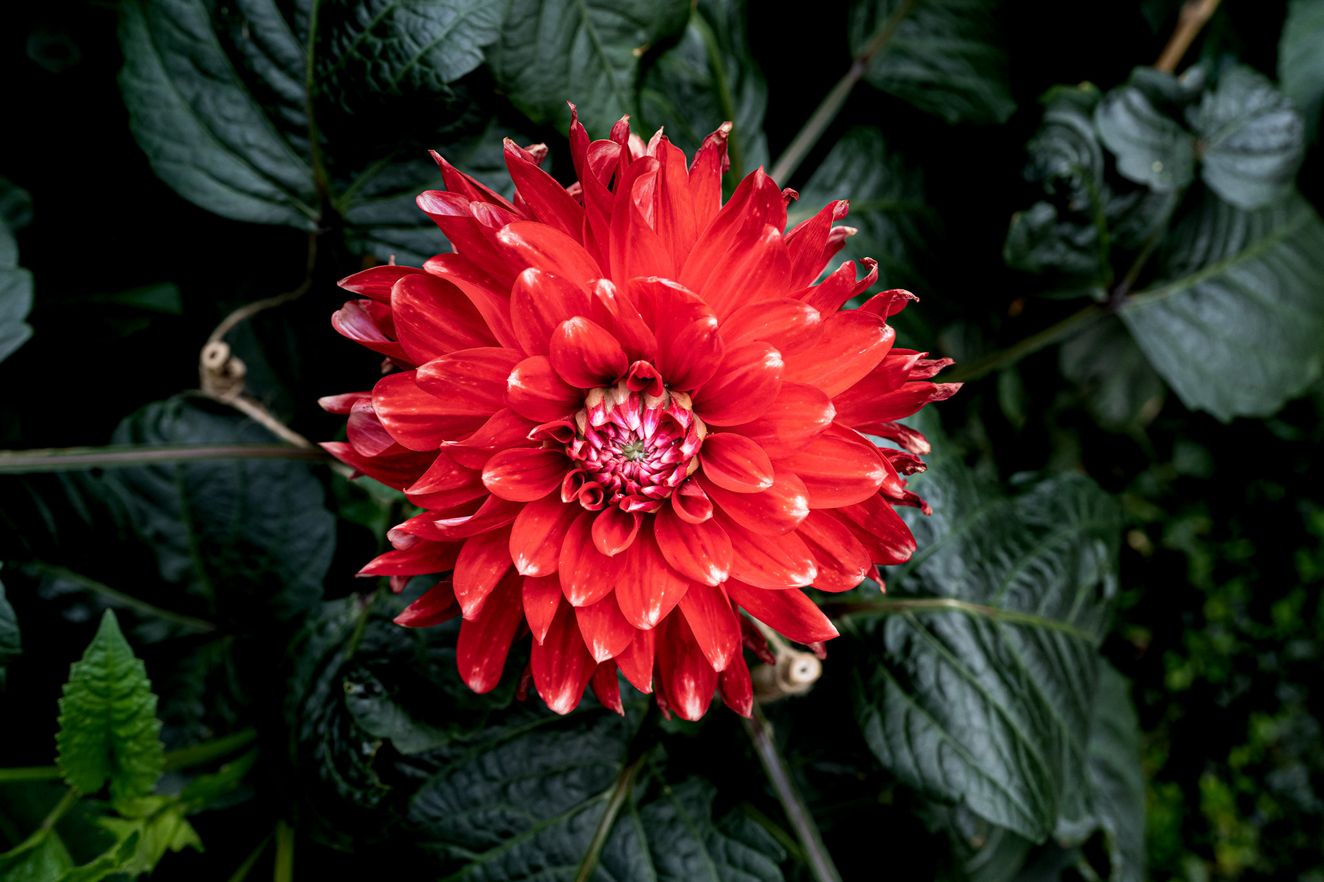 Dahlia Dreams 2021