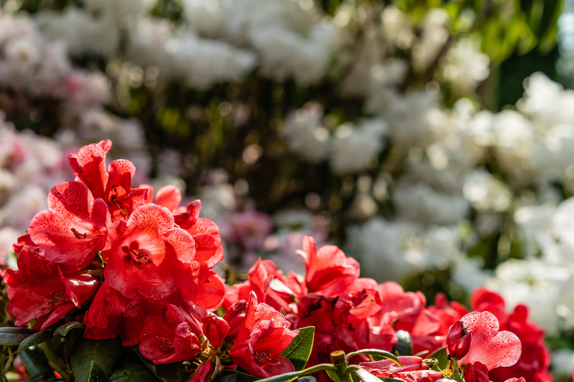 Rhododendron Radiance 2019