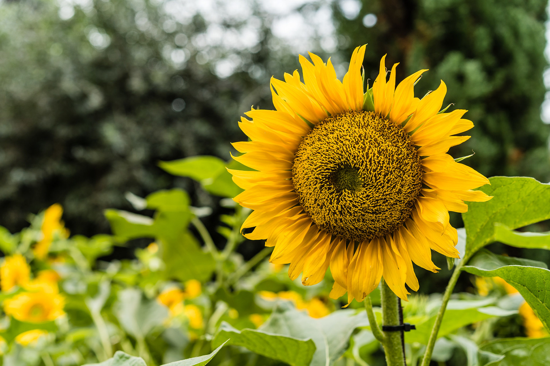 Sunflower Surprise 2018