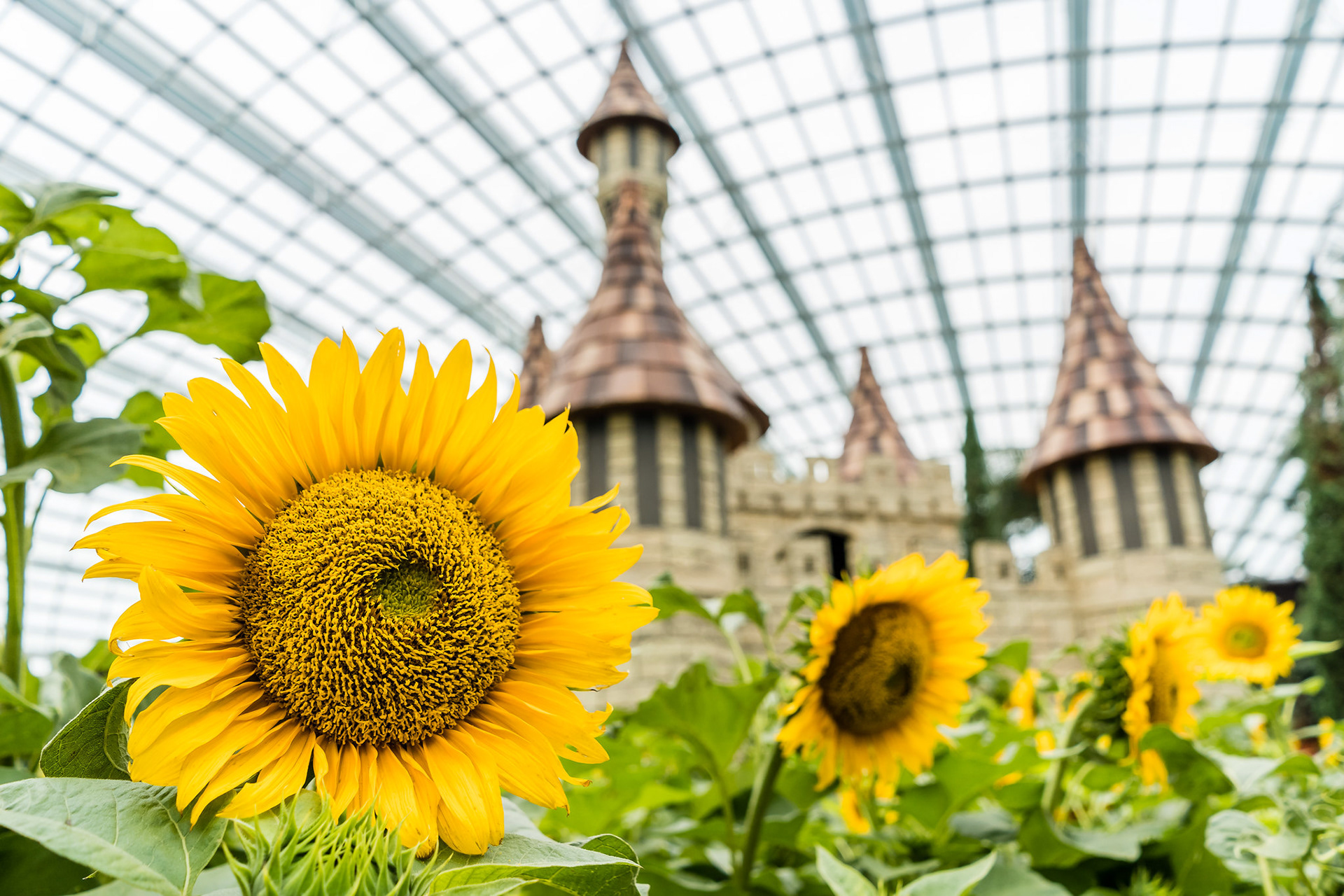 Sunflower Surprise 2018