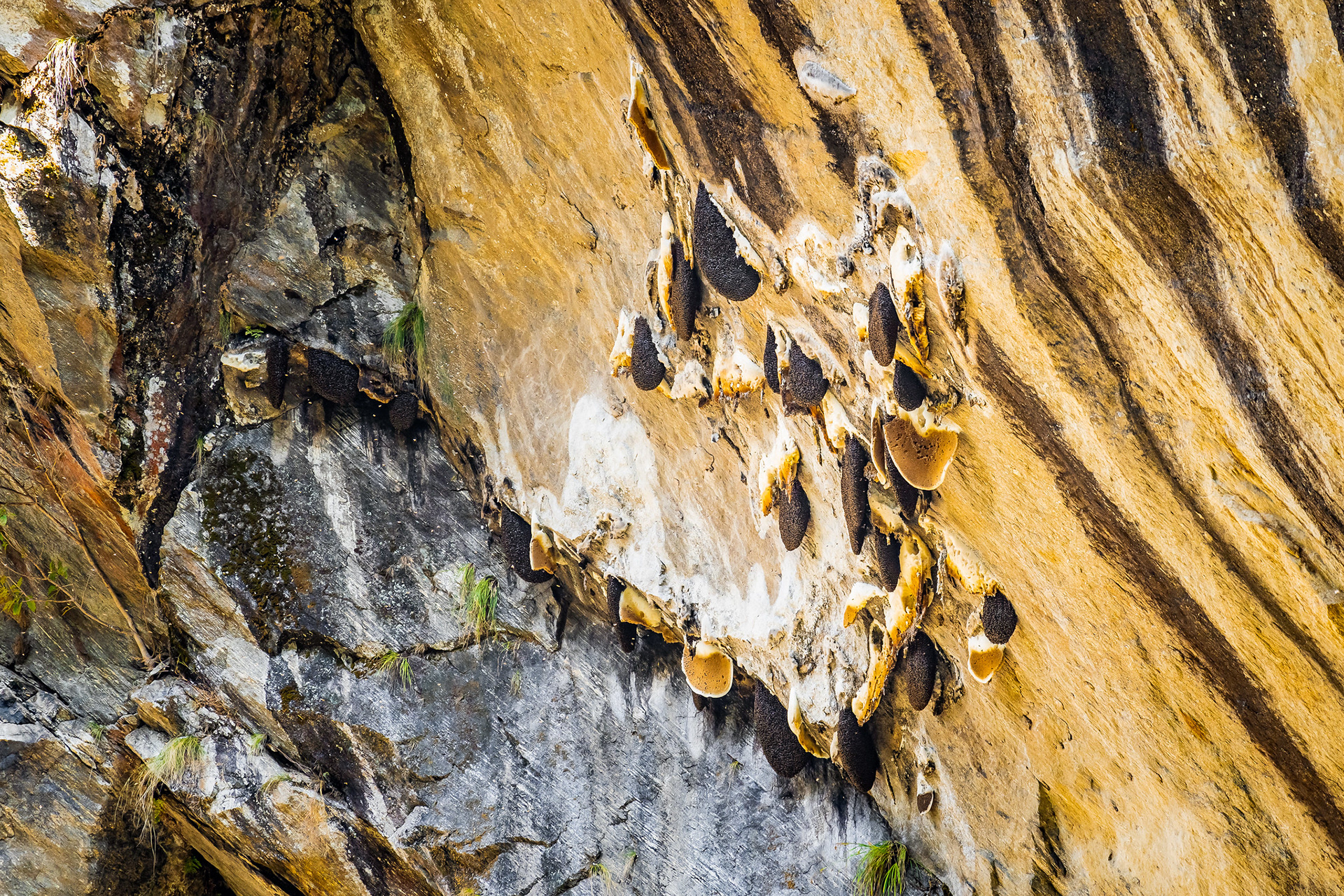 Hives of the Himalayan Giant Honey Bee.