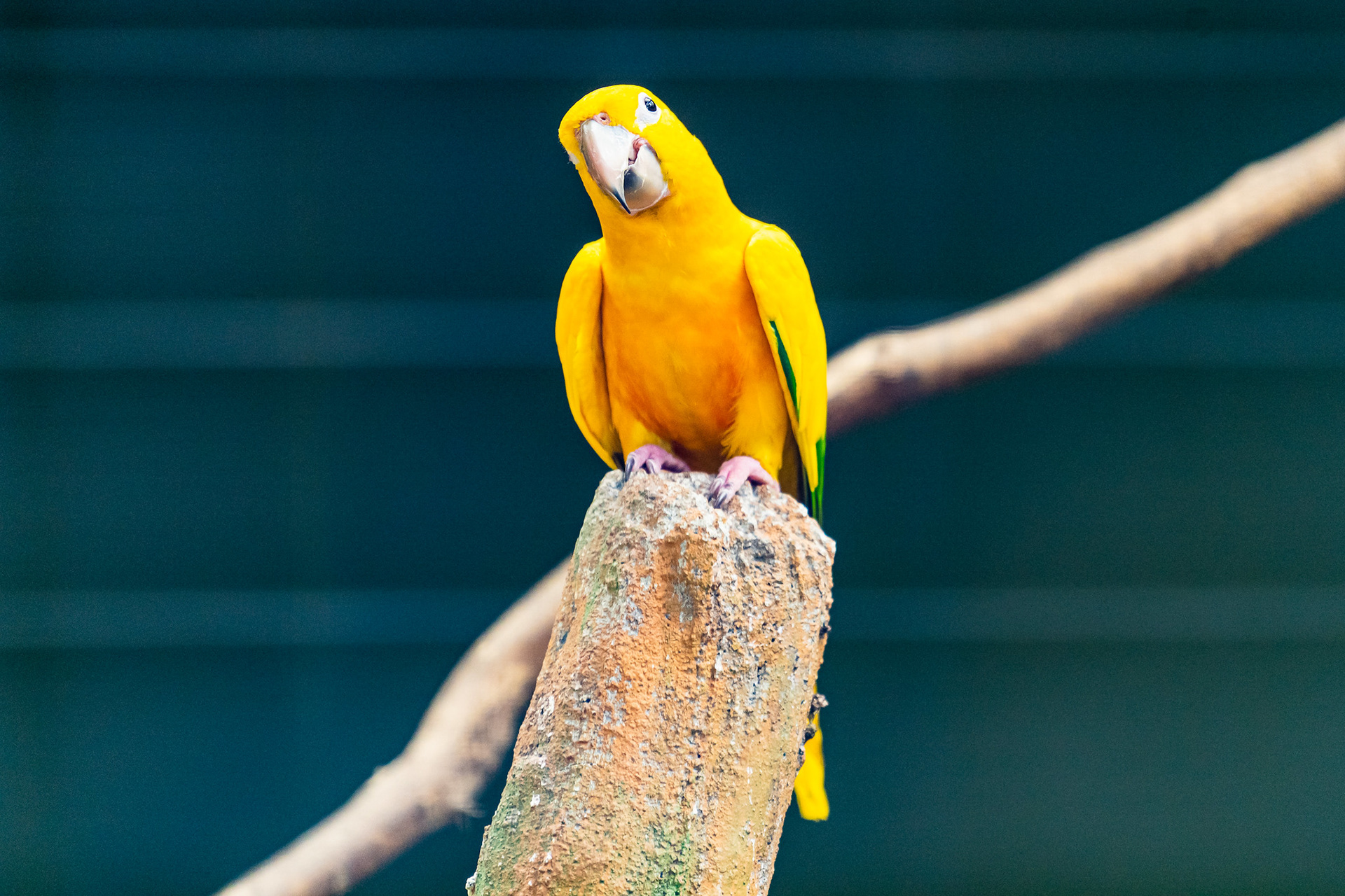 Parrot, Jurong Bird Park