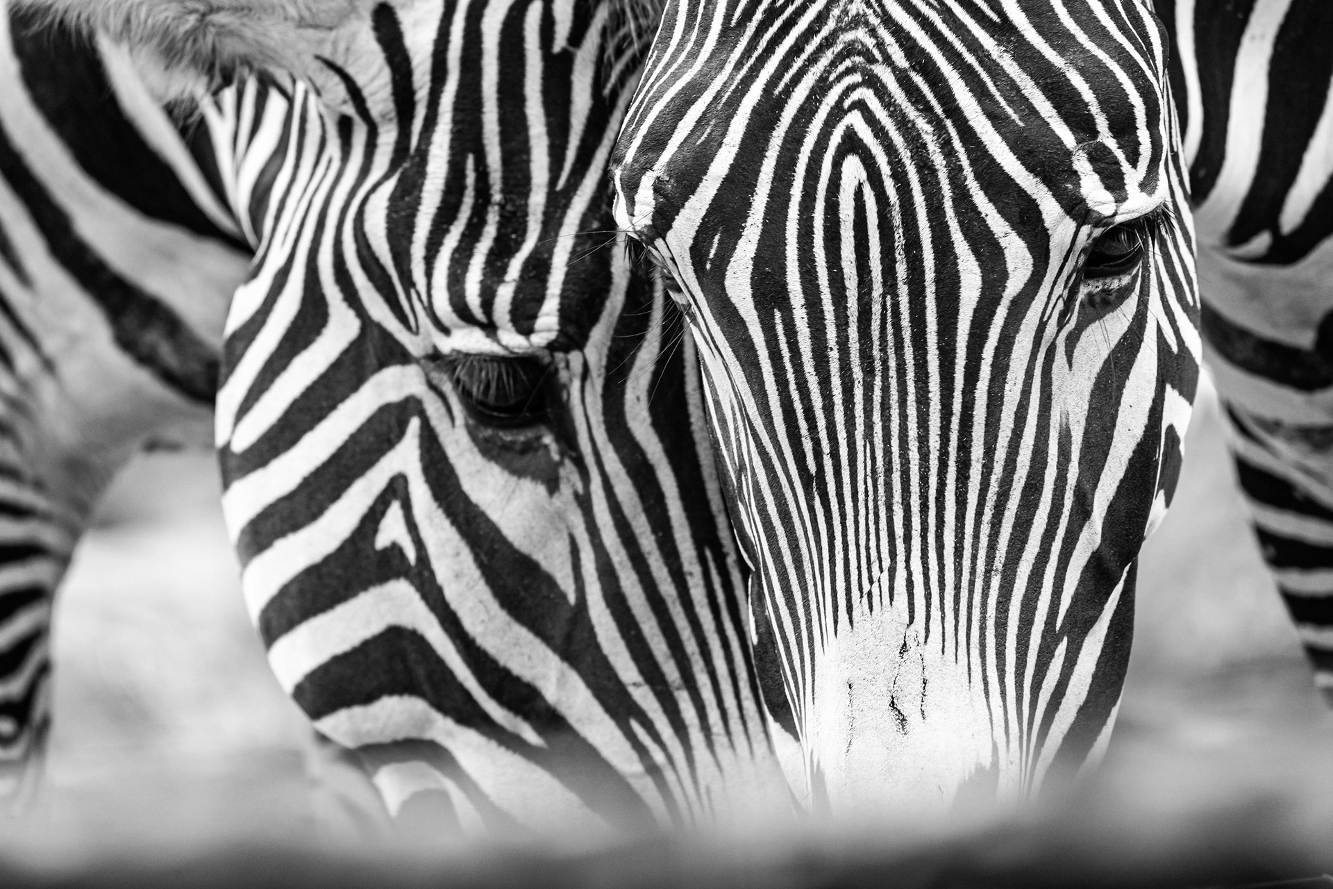Zebra, Singapore Zoo