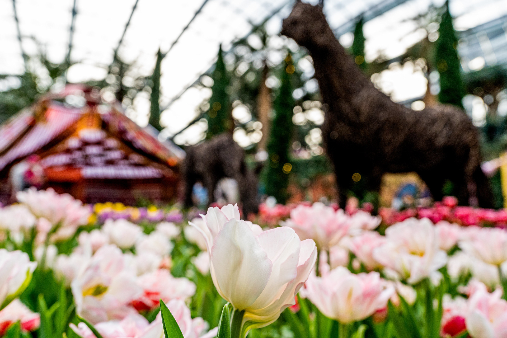 Tulip Mania 2021