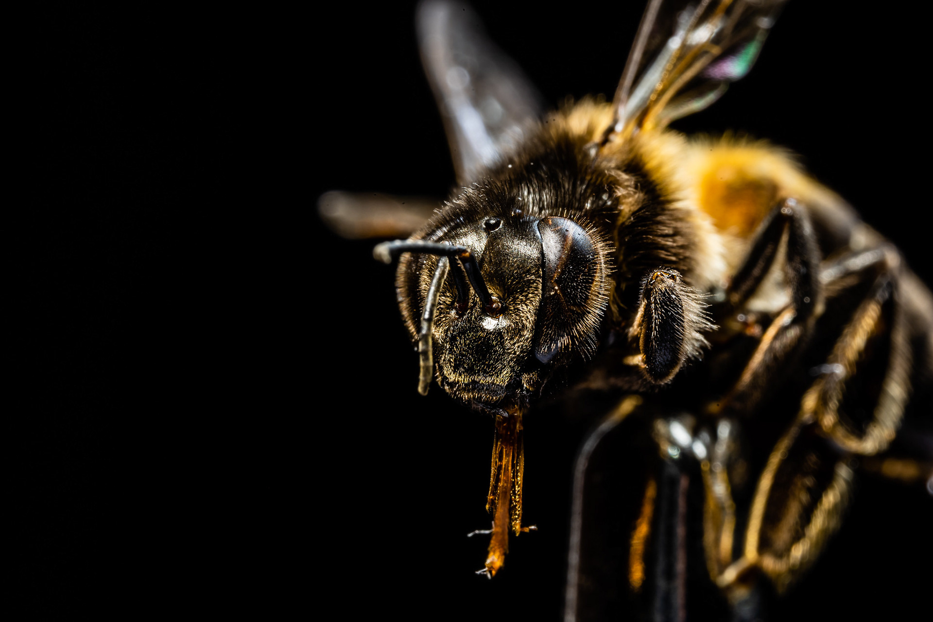Honey bee