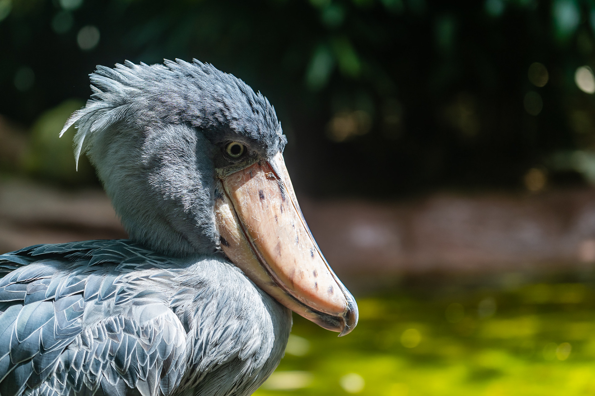 Shoebill, Jurong Bird Park