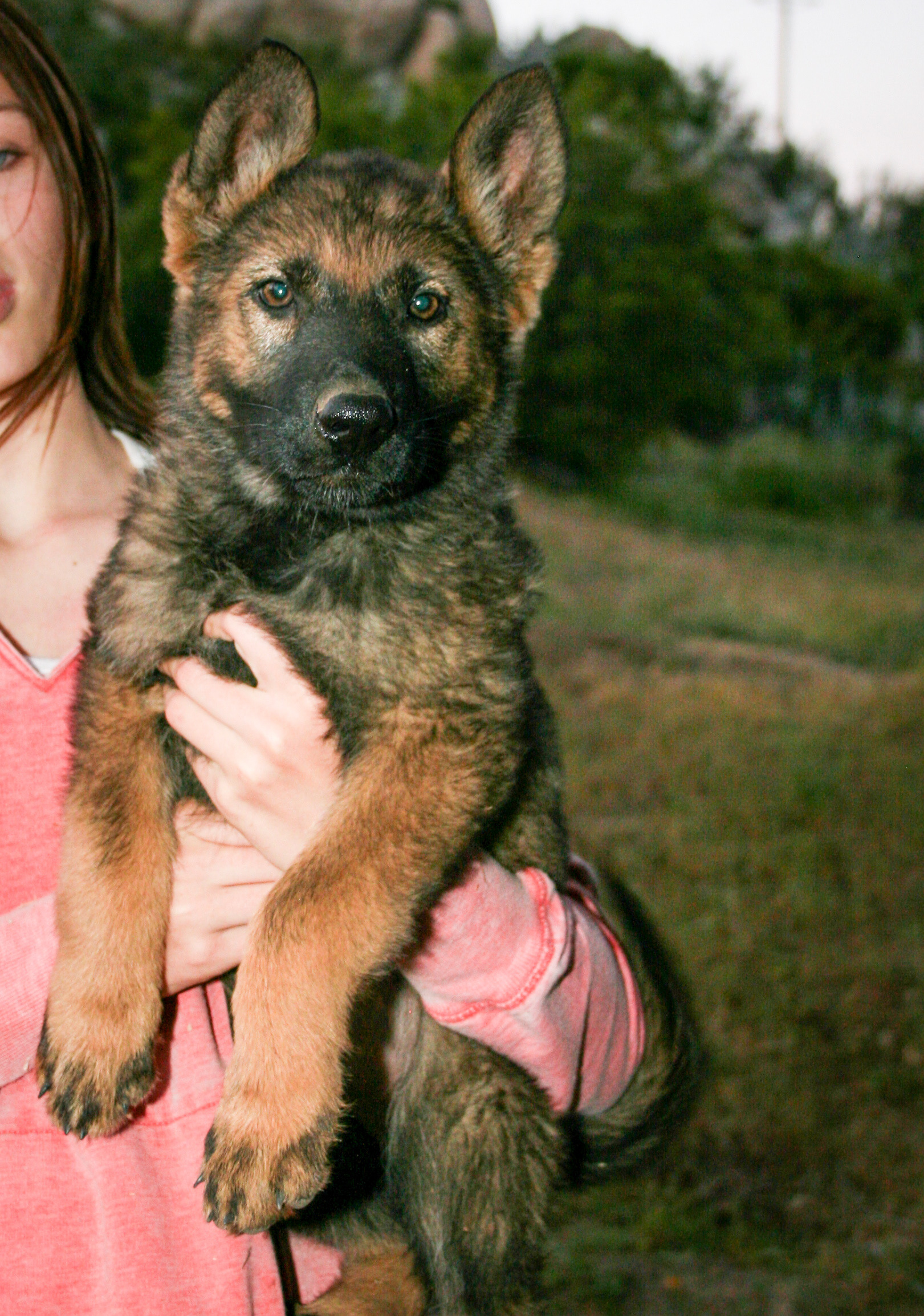 Sasha - 10 Weeks Old