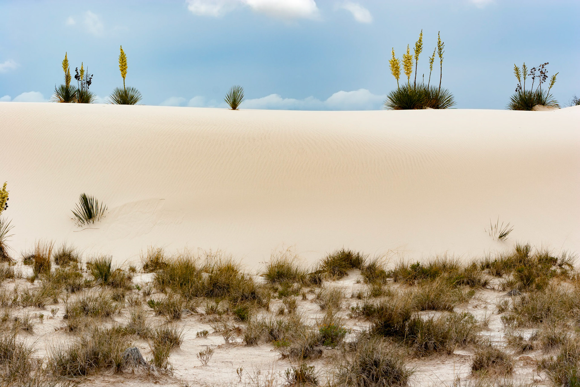 White Sands National Monument, New Mexico. Rising from the heart of the Tularosa Basin is one of the world's great natural wonders - the glistening white sands of New Mexico. Great wave-like dunes of gypsum sand have engulfed 275 square miles of desert, creating the world's largest gypsum dunefield. White Sands National Monument preserves a major portion of this unique dunefield, along with the plants and animals that live here.