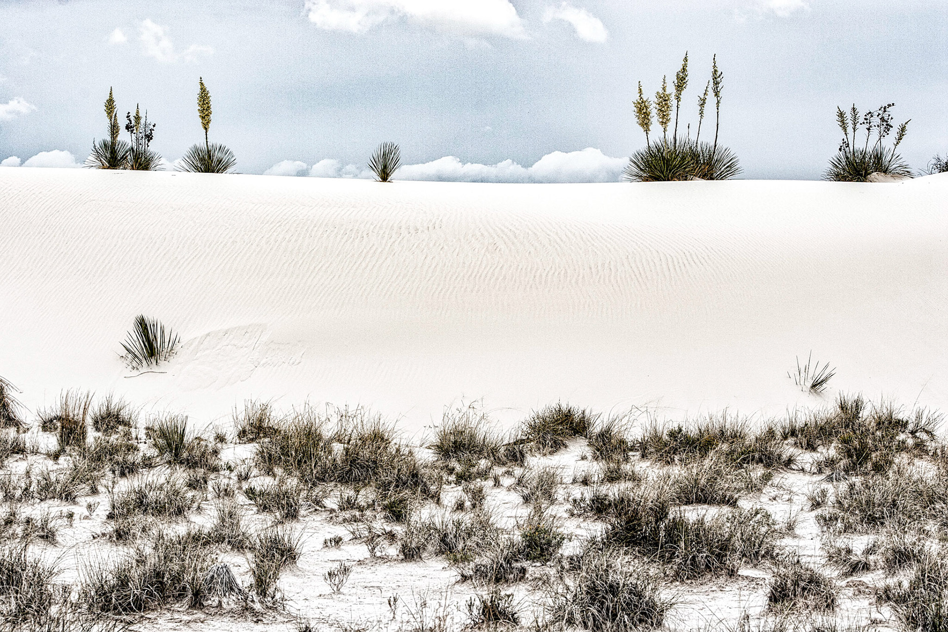 White Sands National Monument, New Mexico. Rising from the heart of the Tularosa Basin is one of the world's great natural wonders - the glistening white sands of New Mexico. Great wave-like dunes of gypsum sand have engulfed 275 square miles of desert, creating the world's largest gypsum dunefield. White Sands National Monument preserves a major portion of this unique dunefield, along with the plants and animals that live here.