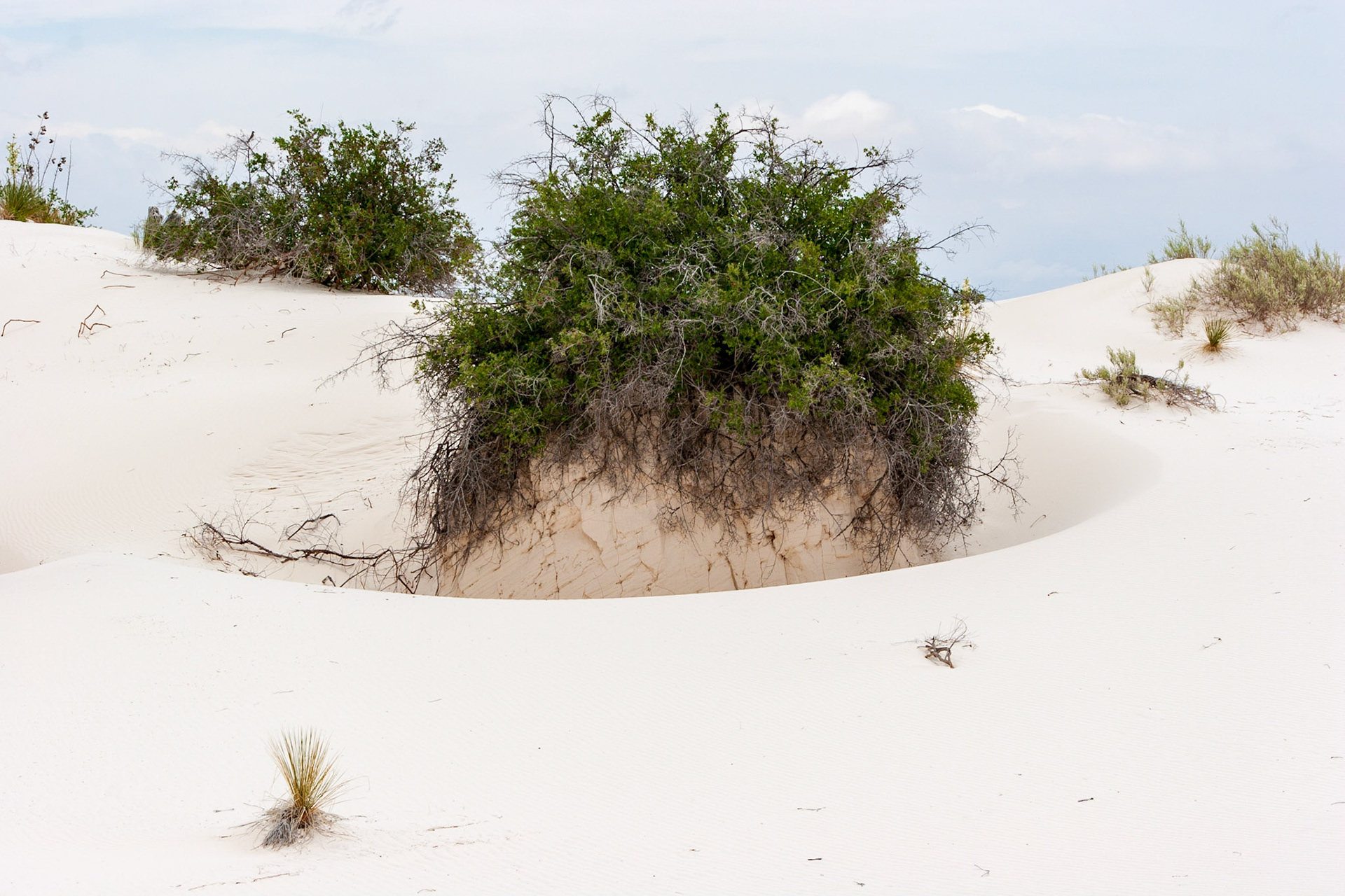 White Sands National Monument, New Mexico. Rising from the heart of the Tularosa Basin is one of the world's great natural wonders - the glistening white sands of New Mexico. Great wave-like dunes of gypsum sand have engulfed 275 square miles of desert, creating the world's largest gypsum dunefield. White Sands National Monument preserves a major portion of this unique dunefield, along with the plants and animals that live here.