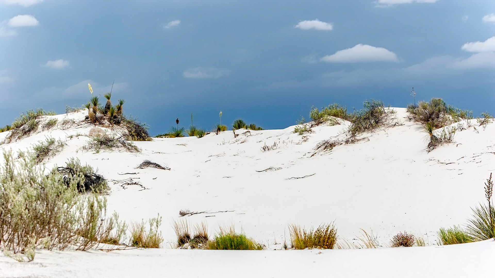 White Sands National Monument, New Mexico. Rising from the heart of the Tularosa Basin is one of the world's great natural wonders - the glistening white sands of New Mexico. Great wave-like dunes of gypsum sand have engulfed 275 square miles of desert, creating the world's largest gypsum dunefield. White Sands National Monument preserves a major portion of this unique dunefield, along with the plants and animals that live here.