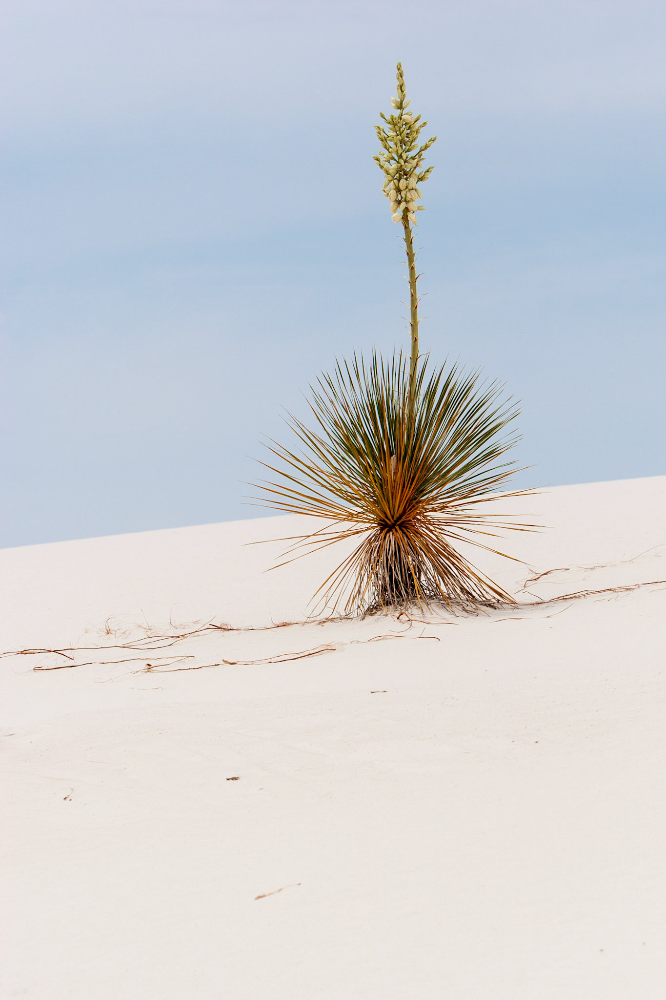 White Sands National Monument, New Mexico. Rising from the heart of the Tularosa Basin is one of the world's great natural wonders - the glistening white sands of New Mexico. Great wave-like dunes of gypsum sand have engulfed 275 square miles of desert, creating the world's largest gypsum dunefield. White Sands National Monument preserves a major portion of this unique dunefield, along with the plants and animals that live here.